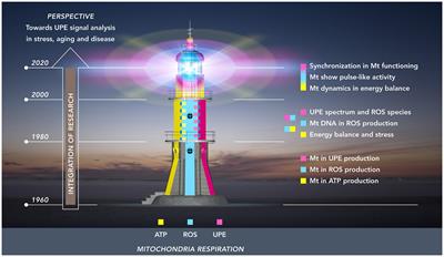 Integrating Ultra-Weak Photon Emission Analysis in Mitochondrial Research